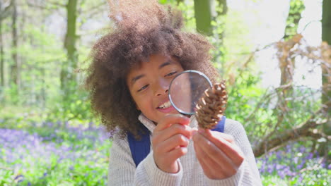 Boy-In-Spring-Woodlands-Examining-Pine-Cone-With-Magnifying-Glass