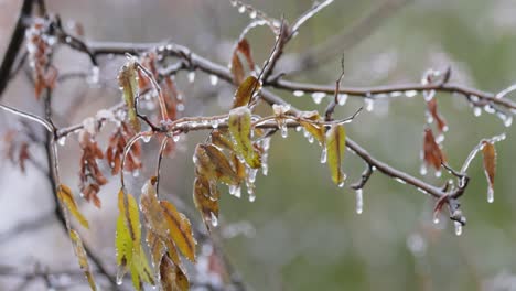 Blätter-Und-Äste-Des-Baumes-Erfroren-Beim-Ersten-Morgenfrost-Im-Spätherbst.