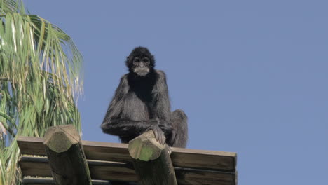 Black-spider-monkey-sitting-quietly-on-wooden-deck-in-Lisbon-Zoo-Portugal