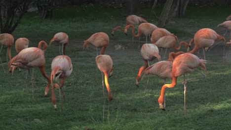 Group-of-flamingos-eating