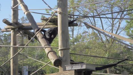Agile-black-spider-monkeys-in-Lisbon-Zoo-Portugal