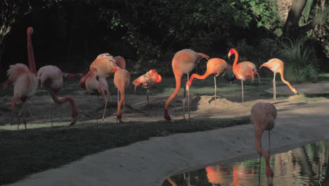 Flamingos-in-their-habitat