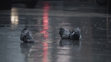 Pigeons-cleaning-feathers-in-the-puddle