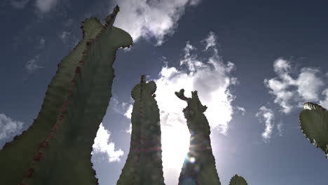 Clouds-rushing-over-cactuses