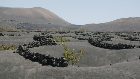 Lanzarote-vineyards-La-Geria-scenery-with-vines-in-the-pits-with-volcanic-ashes