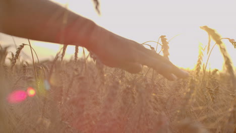 Man's-hand-holding-barley.-Agriculture.-Sunset.-Farmer-touching-his-crop-with-hand-in-a-golden-wheat-field.-Harvesting-organic-farming-concept.