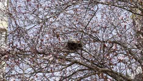 Pigeon-in-nest-on-tree