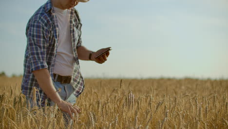 Stylish-old-caucasian-farmer-walking-in-the-golden-wheat-field-on-his-farm-during-the-morning-sunrise