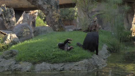 Kleiner-Schimpanse-Will-Spaß-Haben