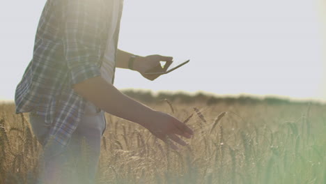 A-young-farmer-with-a-tablet-in-a-hat-in-a-field-of-rye-touches-the-grain-and-looks-at-the-sprouts-and-presses-his-fingers-on-the-computer-screen