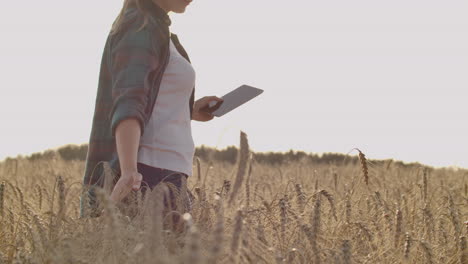 A-farmer-girl-with-a-tablet-computer-in-her-hands-examines-the-ears-of-rye-and-enters-data-into-the-tablet-computer