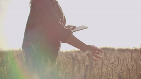 Close-up-of-a-woman-farmer-walking-with-a-tablet-in-a-field-with-rye-touches-the-spikelets-and-presses-her-finger-on-the-screen-vertical-Dolly-camera-movement.-The-camera-watches-the-hand.