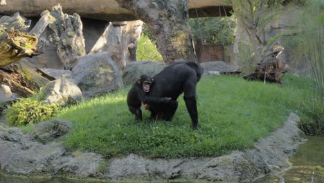 Schimpansenbaby-Auf-Dem-Rücken-Der-Mutter