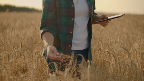 Close-up-of-woman's-hand-running-through-organic-wheat-field-steadicam-shot.-Slow-motion.-Girl's-hand-touching-wheat-ears-closeup.-Sun-lens-flare.-Sustainable-harvest-concept.