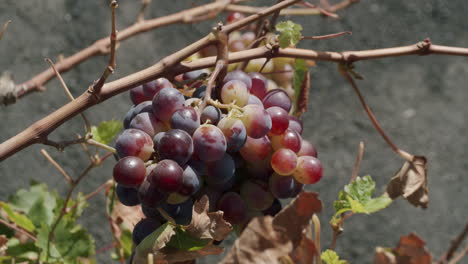 Ripening-grape-bunch
