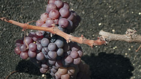 Vine-branch-with-grapes-grown-in-La-Geria-Lanzarote