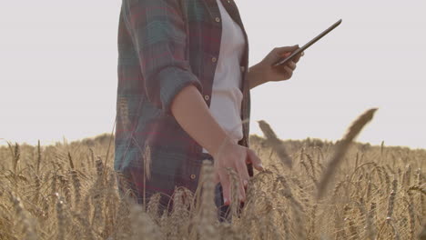 Close-up-of-woman's-hand-running-through-organic-wheat-field-steadicam-shot.-Slow-motion.-Girl's-hand-touching-wheat-ears-closeup.-Sun-lens-flare.-Sustainable-harvest-concept.