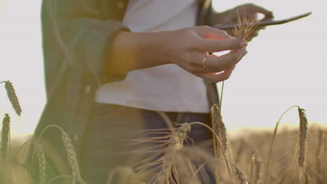 Young-girl-farmer-in-plaid-shirt-in-wheat-field-on-sunset-background.-The-girl-uses-a-tablet-plans-to-harvest.