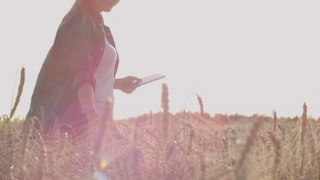 a-woman-farmer-in-a-hat-and-a-plaid-shirt-touches-the-sprouts-and-seeds-of-rye-examines-and-enters-data-into-the-tablet-computer-is-in-the-field-at-sunset.