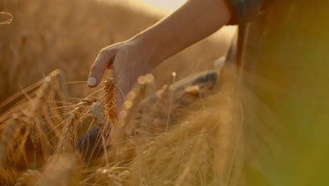 Woman-hand-running-through-wheat-field.-Girl-hand-touching-wheat-ears-closeup.Harvest-concept.-Harvesting.-Woman-hand-running-through-wheat-field