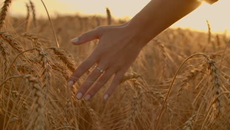 Female-hand-touching-wheat-on-the-field-in-a-sunset-light.-Slow-motion.-Female-hand-touching-a-golden-wheat-on-the-field-in-a-sunset-light.-Slow-motion
