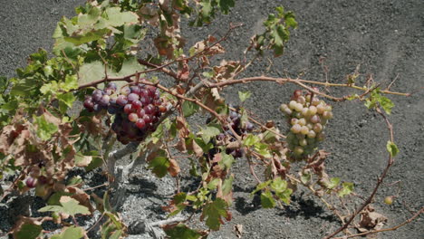 A-grape-bush-with-ripening-grape-bunches