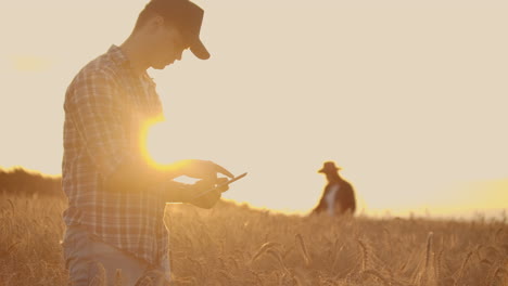 Farmers-man-and-woman-in-hats-and-tablets-at-sunset-in-a-wheat-field-and-shirts-inspect-and-touch-the-grain-and-wheat-germ-hands.