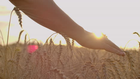 Wheat-ears-in-woman-hand.-Field-on-sunset-or-sunrise.-Harvest.-Concept