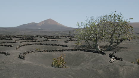 La-Geria-landscape-with-a-tree