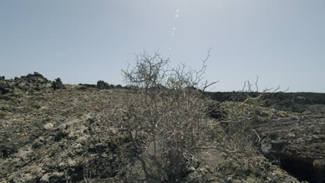 Pflanze,-Die-Versucht,-In-Dieser-Trockenen-Gegend-Lanzarote-Zu-überleben