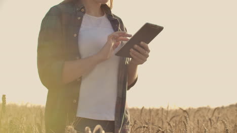 Close-up-of-a-woman-farmer-walking-with-a-tablet-in-a-field-with-rye-touches-the-spikelets-and-presses-her-finger-on-the-screen-vertical-Dolly-camera-movement.-The-camera-watches-the-hand.