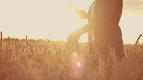 Young-woman-farmer-in-wheat-field-on-sunset-background.-A-girl-plucks-wheat-spikes-then-uses-a-tablet.-The-farmer-is-preparing-to-harvest