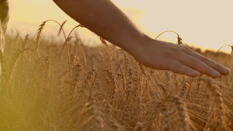 Wheat-ears-in-woman-hand.-Field-on-sunset-or-sunrise.-Harvest.-Concept