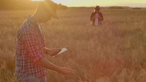 Farmers-man-and-woman-in-hats-and-tablets-at-sunset-in-a-wheat-field-and-shirts-inspect-and-touch-the-grain-and-wheat-germ-hands.