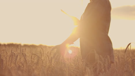A-female-farmer-in-a-plaid-shirt-with-a-tablet-computer-in-her-hands-is-walking-across-a-wheat-field-at-sunset-checking.-The-quality-and-maturity-of-the-crop