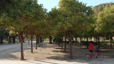 Orange-trees-with-fruit-on-the-ground-in-city-park