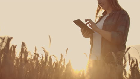 Close-up-of-a-woman-farmer-in-a-hat-and-a-plaid-shirt-touches-the-sprouts-and-seeds-of-rye-examines-and-enters-data-into-the-tablet-computer-is-in-the-field-at-sunset