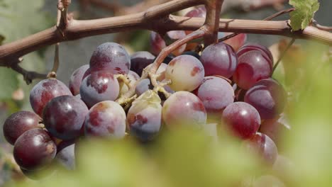 Bunch-of-red-grapes-on-the-vine