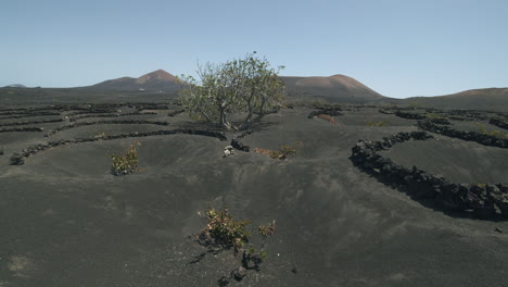 Paisaje-De-La-Geria-Con-Vides-Cultivadas-En-Cenizas-Volcánicas