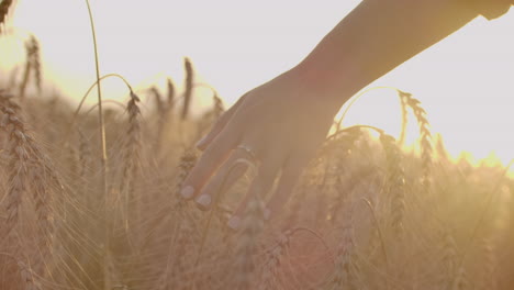 Woman-hand-running-through-wheat-field.-Girl-hand-touching-wheat-ears-closeup.Harvest-concept.-Harvesting.-Woman-hand-running-through-wheat-field