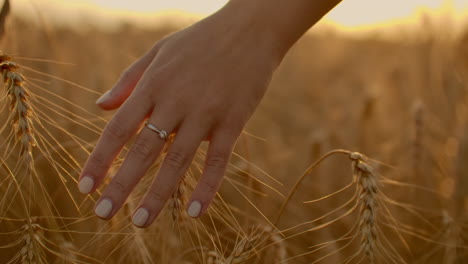 farmer-walking-down-the-wheat-field-in-sunset-touching-wheat-ears-with-hands---agriculture-concept