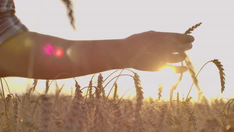 Male-hand-touching-a-golden-wheat-ear-in-the-wheat-field-sunset-light-flare-light.