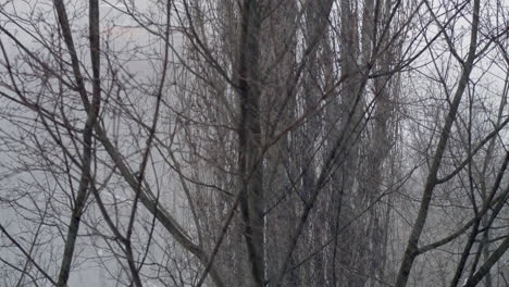 Está-Nevando-Ramas-De-árboles