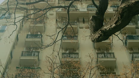 Kahler-Baum-In-Der-Nähe-Des-Apartmenthauses-Im-Klassischen-Europäischen-Stil