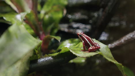 Anthony-poison-arrow-frog-in-the-forest