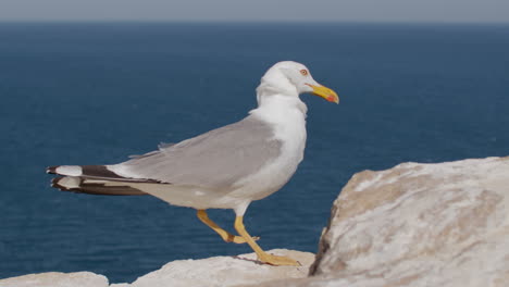 Big-seagull-on-the-rock
