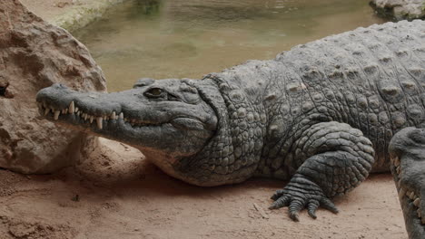 Quiet-Nile-crocodile-near-the-water-in-the-zoo