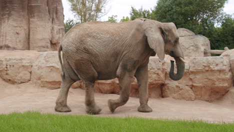 Elefante-Africano-Caminando-En-El-Zoológico