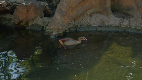 Egyptian-goose-looking-for-food-in-the-pond