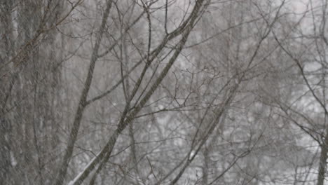 Kahle-Bäume-Unter-Dem-Fallenden-Schnee